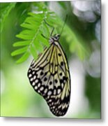 White Tree Nymph Butterfly 2 Metal Print