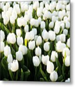 White Tulips In The Garden Metal Print
