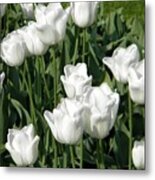 White Tulips Metal Print