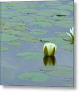 White Water Lilies Metal Print