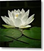 White Water Lily Metal Print