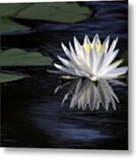 White Water Lily Metal Print