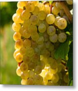 White Wine Grapes Metal Print