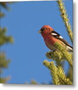 White-winged Crossbill Metal Print