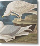 White-winged Silvery Gull Metal Print