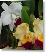 White Yellow Orchids Metal Print
