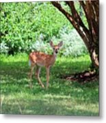 Whited-tailed Fawn - Face Of Innocence 2 Metal Print