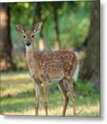 Whitetail Deer Fawn Metal Print