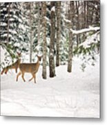 Whitetail Deer Winter Stroll Metal Print