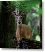 Whitetail Deer With Velvet Antlers In Woods Metal Print