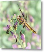 Whitetail Dragonfly On False Indigo 2 Metal Print