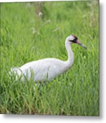 Whooping Crane 2017-2 Metal Print