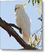 Who's That Cockatoo? -- Sulfur Crested Cockatoo In New South Wales, Australia Metal Print