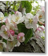 Wild Apple Blossoms Metal Print