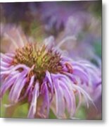 Wild Bergamot Metal Print