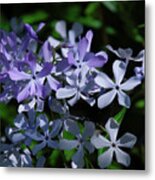 Wild Blue Phlox Dspf0395 Metal Print