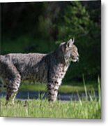 Wild Bobcat Stands Profile Looking Toward Sun Metal Print