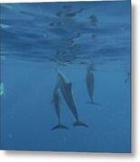 Wild Dolphins Metal Print