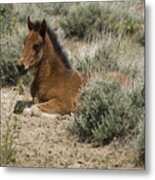 Wild Horse Foal Metal Print