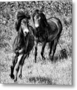 Wild Horses Bw4 Metal Print