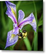 Wild Iris With Bee Metal Print