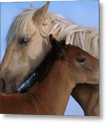 Wild Mustang Filly And Foal Metal Print