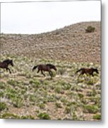 Wild Mustang Herd Running Metal Print