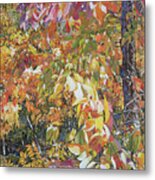 Wild Persimmon 4 Metal Print