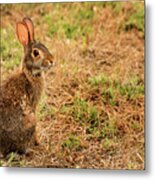 Wild Rabbit Metal Print