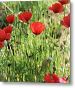 Wild Red Poppies In The Tuscan Region Of Italy Metal Print