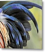 Wild Rooster Flare Metal Print