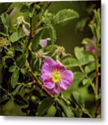 Wild Roses Of Summer Metal Print