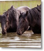 Wild Stallions At The Water Hole Metal Print