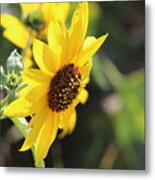 Wild Sunflower In Tones Of Honey Metal Print