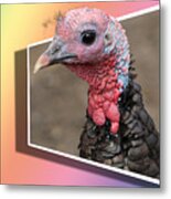 Wild Turkey Metal Print