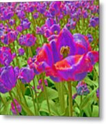 Wild Version Pink And Purple Tulips Metal Print