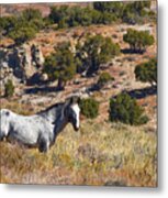 Wild Wyoming Metal Print