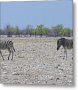 Wild Zebra Panoramic Metal Print