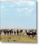 Wildebeest In Serengueti During The Great Migration - Panorama Metal Print