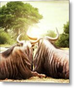 Wildebeest Looking Out Over African Sunset Metal Print