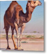 Wilderness Camel Metal Print