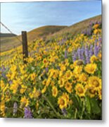 Wildflower Bonanza Metal Print