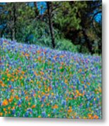 Wildflower Meadow - Figueroa Mountains California Metal Print