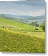 Wildflower Meadows, Transylvania Metal Print