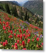 Wildflowers And View Down Canyon Metal Print