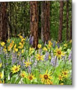 Balsamroot And Lupine In A Ponderosa Pine Forest Metal Print