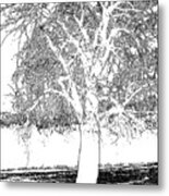 Willow Of The Field Metal Print