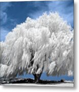 Willow Tree In Infrared Metal Print