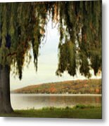 Willows Of Stewart Park Metal Print