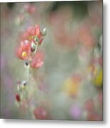 Globemallow Impressionism Metal Print